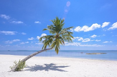 Palm tree leaning