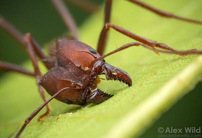 Alfa cephalotes