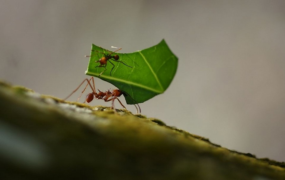 Carrying a cut leaf