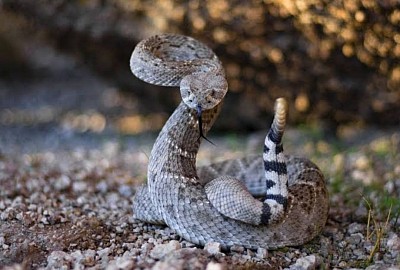 Rattlesnake