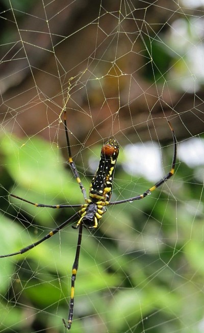 Spider in plantation